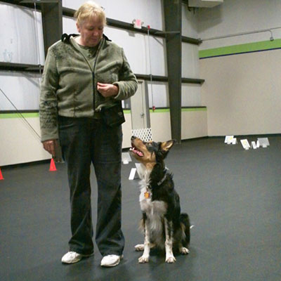 Bringing Home Your Rescued Border Collie