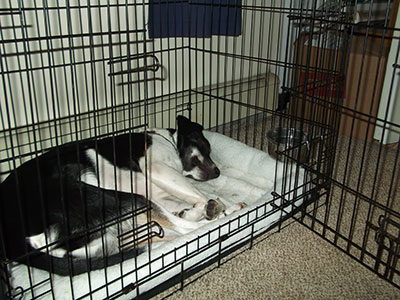 Bringing Home Your Rescued Border Collie
