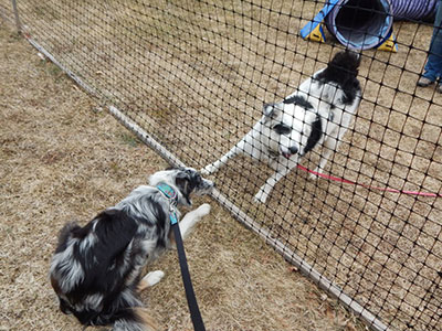 Bringing Home Your Rescued Border Collie