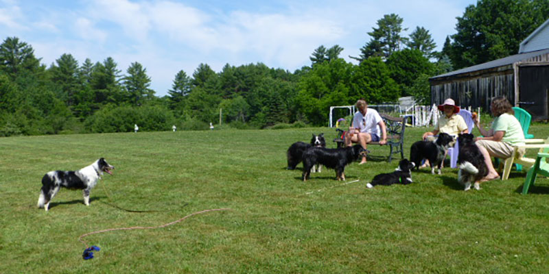 Bringing Home Your Rescued Border Collie