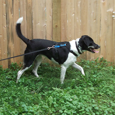 Keeping the dog secure (fence and long line)