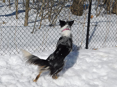 Why a Fence?